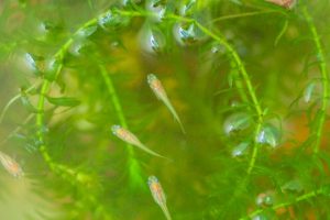 メダカの卵の孵化方法と注意点