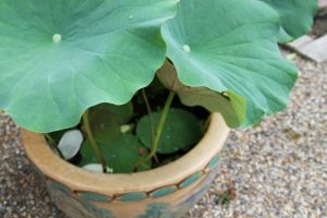 メダカの屋外飼育で必要な物と容器、冬越し・夏場の注意点について