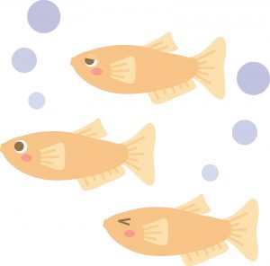 メダカに赤玉土を使って飼育する時に知っておくべき事