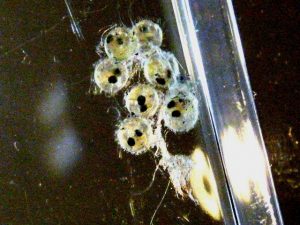 メダカの卵のカビの原因と防止法は？