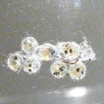 メダカの産卵時期と知っておくと役に立つ事