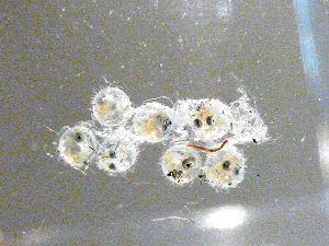 メダカの産卵時期と知っておくと役に立つ事