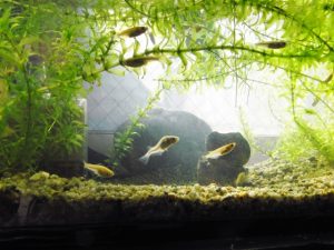 メダカの稚魚の育て方！容器や水替え、生存率を上げる方法