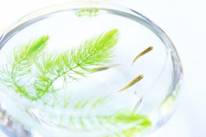 メダカの水換え方法と季節ごとの頻度