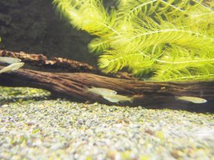 メダカの繁殖のコツ！私の経験からのアドバイス
