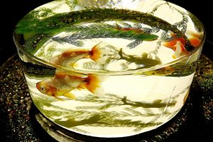 金魚の飼い方！必要な物や屋外での注意点