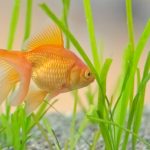 金魚の水槽掃除の方法や道具・頻度について