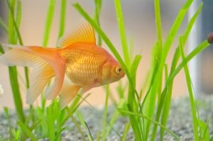 金魚の水槽掃除の方法や道具・頻度について