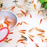 金魚の寿命と大きさ!ギネス記録や長生きのコツも紹介!