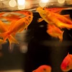 金魚の転覆病の症状・原因と治療法・予防法について