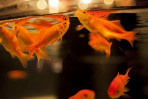 金魚の転覆病の症状・原因と治療法・予防法について