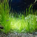 金魚に水草は必要?見た目だけではない重要な役割とは!