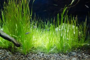 金魚に水草は必要？見た目だけではない重要な役割とは！