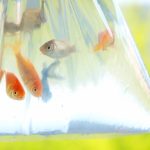 金魚の白点病は自然治癒する？治療法と予防法について