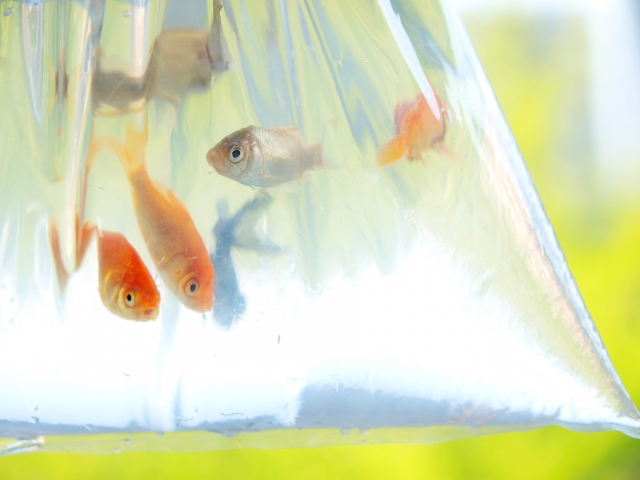 金魚の白点病は自然治癒する？治療法と予防法について