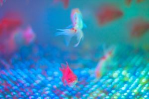 金魚の塩浴の効果と正しい方法について