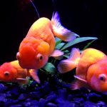 らんちゅうの寿命や種類、飼い方について