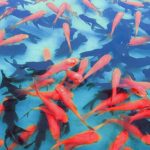 金魚の薬浴の正しい方法と気を付けるべき事