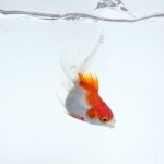 金魚の松かさ病の原因と治療法・予防法について