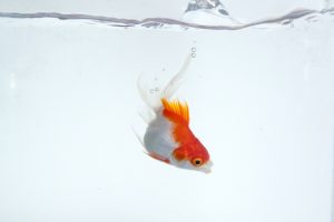 金魚の松かさ病の原因と治療法・予防法について