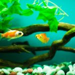 新しい金魚にはトリートメントが必要？正しい方法と注意点