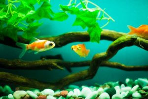 金魚は共食いする？知らないと後悔する５つの知識