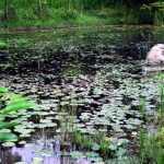 金魚のバクテリア関係と入れすぎた時や水換え時の対処法