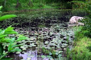 金魚のバクテリア関係と入れすぎた時や水換え時の対処法