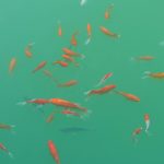 金魚の稚魚の育て方!餌やエアレーション、水換えなどについて