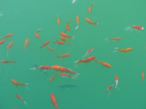 金魚の稚魚の育て方！餌やエアレーション、水換えなどについて