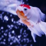 金魚の丹頂の特徴と飼育方法について