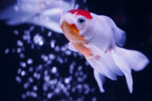金魚の丹頂の特徴と飼育方法について