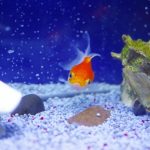 金魚にヒーターは必要 選び方や代わりになるものについて 金魚にヒーターは必要 選び方や代わりになるものについて