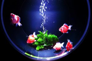 金魚の繁殖期や行動など産卵を成功させる方法について
