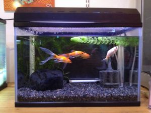 金魚にエアレーションは必要？無くても飼育は可能なの？