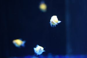 金魚が白くなる原因は？どんな病気が考えられるの？