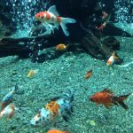 金魚のコメットを飼育するのに必要な知識