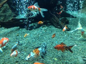 金魚にヒーターは必要？選び方や代わりになるものについて