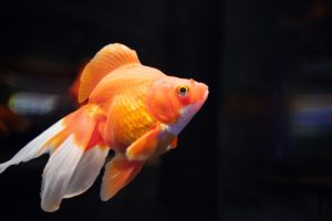琉金の種類・大きさ・値段・寿命などや飼育方法について
