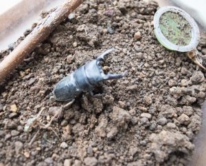 クワガタにダニがわく理由と駆除・予防法