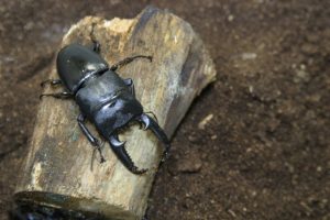 クワガタの産卵の基本と注意すべき事