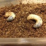 カブトムシの卵を産む時期と見つけ方！孵化させる為の知識まとめ