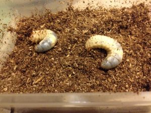カブトムシの幼虫の育て方と共食いを防ぐ方法