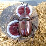 カブトムシの餌の作り方や頻度と食べない原因などについて