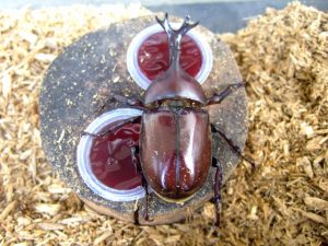 カブトムシの餌の作り方や頻度と食べない原因などについて