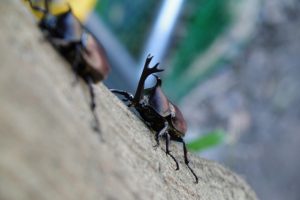 カブトムシの交尾を成功させる為の8つの知識
