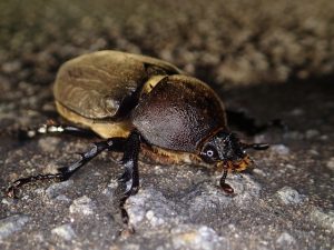 カブトムシのメスの知られざる生態について