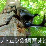 カブトムシの飼育に役立つ記事まとめ