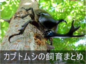 カブトムシの飼育に役立つ記事まとめ