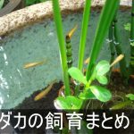 メダカの飼育方法まとめ